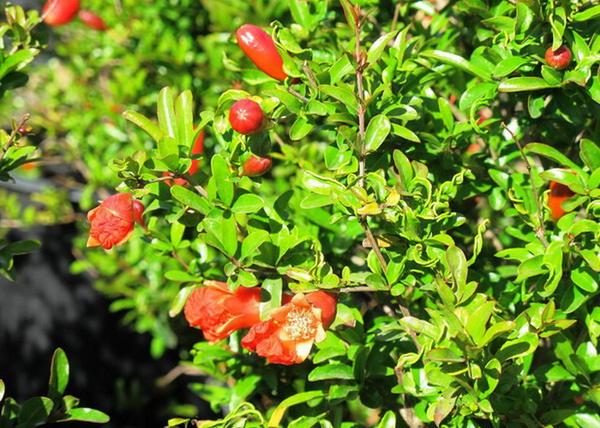 Punica granatum Nana Gracilissima / Törpe gránátalma (termő)