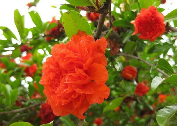 Punica granatum Pleniflora / Dísz gránátalma