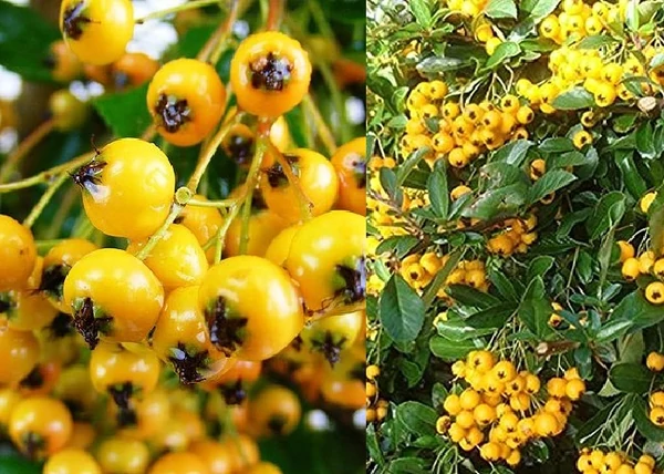 Pyracantha Golden Charmer / Tűztövis aranysárga