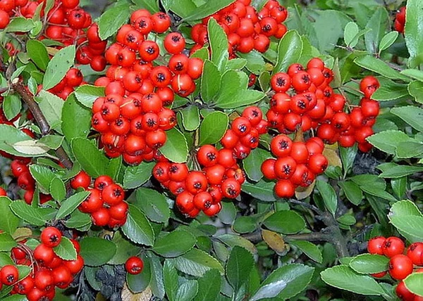 Pyracantha Mohave / Tűztövis piros