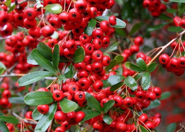 Pyracantha Red Column / Tűztövis piros