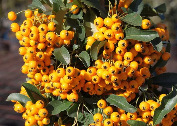 Pyracantha Soleil d Or / Tűztövis citromsárga