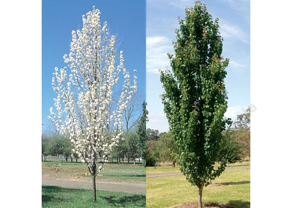 Pyrus calleryana capital / Oszlopos kínai díszkörte