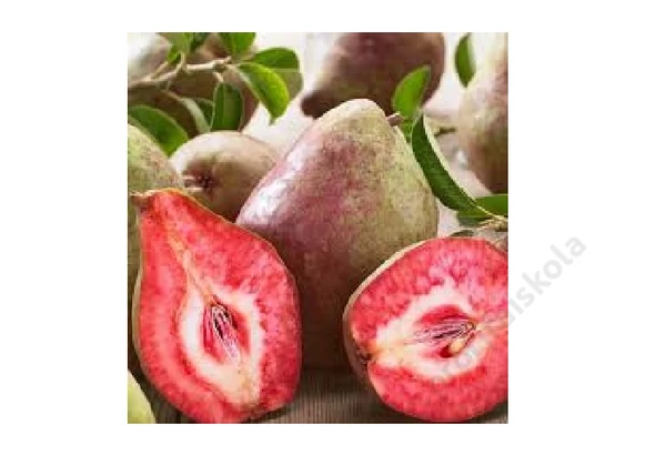 Pyrus communis Vérbélű Körte / Vérbélű Körte