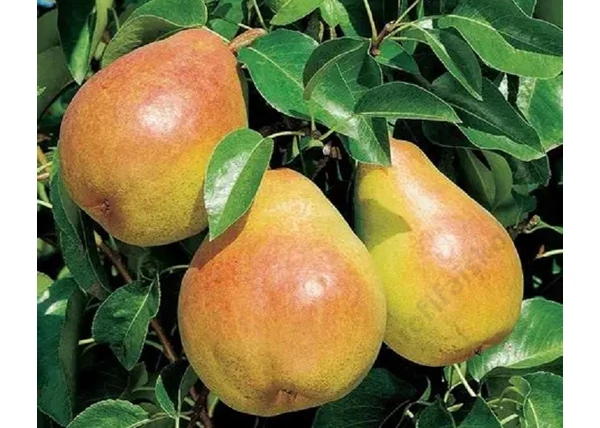 Pyrus communis Tüskés körte / Tüskés körte