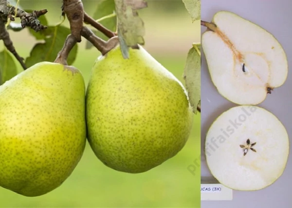 Pyrus communis Alexander Lucas / Alexander Lucas Császárkörte