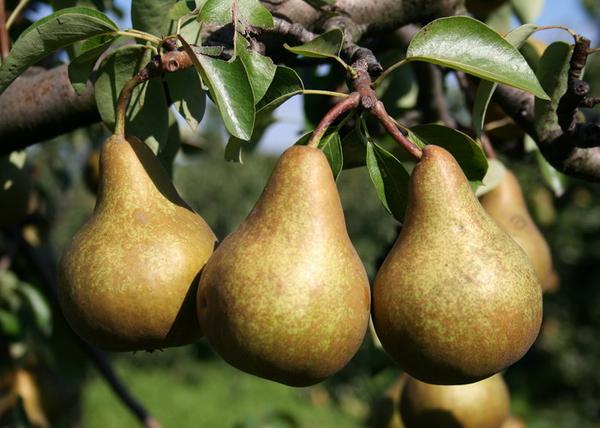 Pyrus communis Bosc kobak / Bosc kobak körte