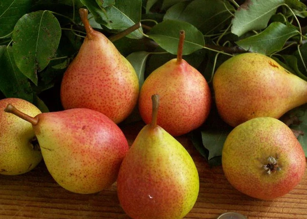 Pyrus communis Clapp's Favorite Pear / Clapp kedveltje körte
