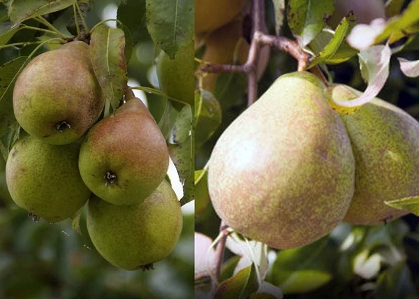 Pyrus communis Kieffer / Kieffer körte