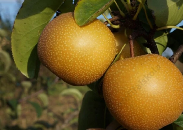Pyrus communis Kosui / Kosui japán körte