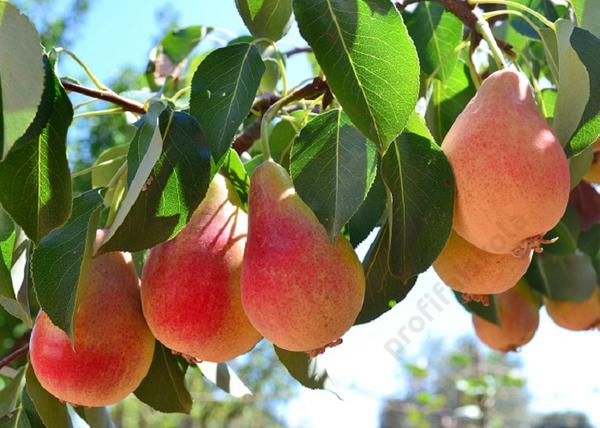 Pyrus communis Mirandino Rosso / Mirandino Rosso körte
