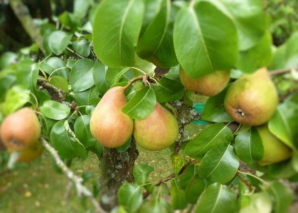 Pyrus communis Nagy szegfű / Nagy szegfű körte