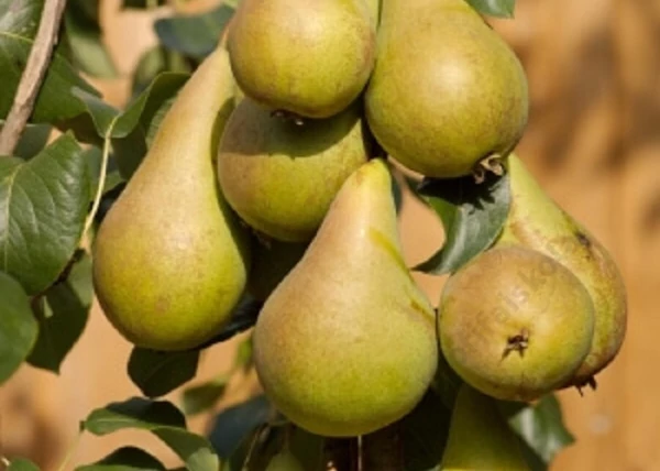 Pyrus communis Nojabrskaja / Nojabrskaja Xenia körte