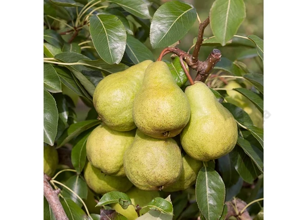 Pyrus communis Packham's Triumph / Packham's Triumph körte