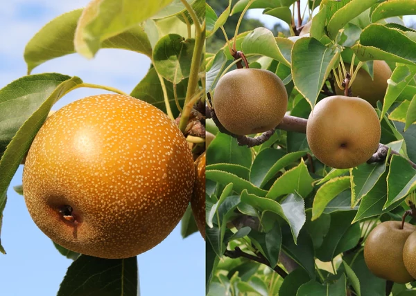Pyrus communis Shinko / Shinko japán körte