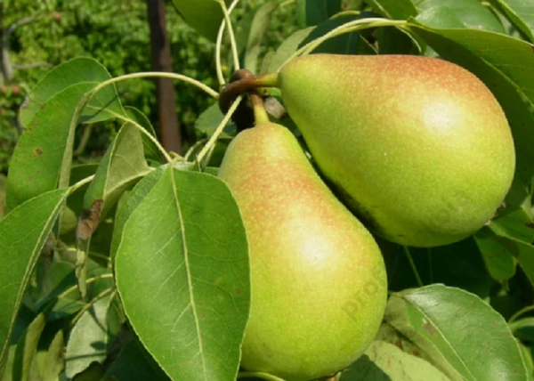 Pyrus communis hardenpont / Téli vajkörte