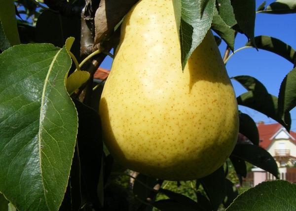 Pyrus communis ilonka / Ilonka körte