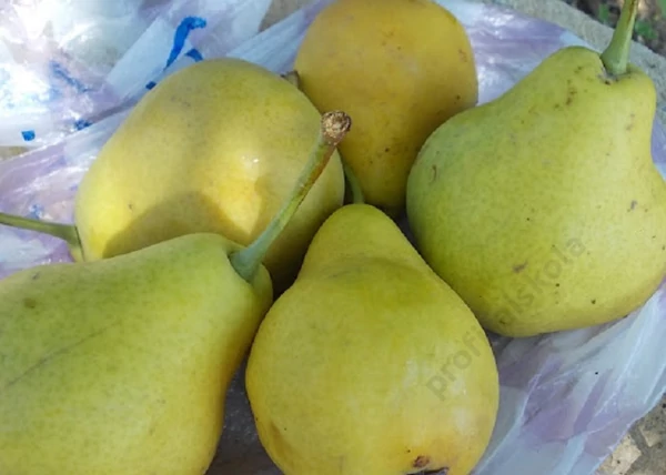 Pyrus communis nyári kálmán / Nyári Kálmán körte