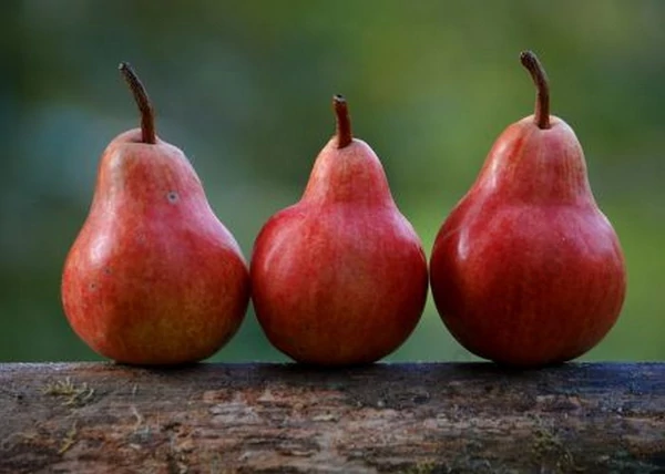Pyrus communis red williams / Piros Vilmos körte