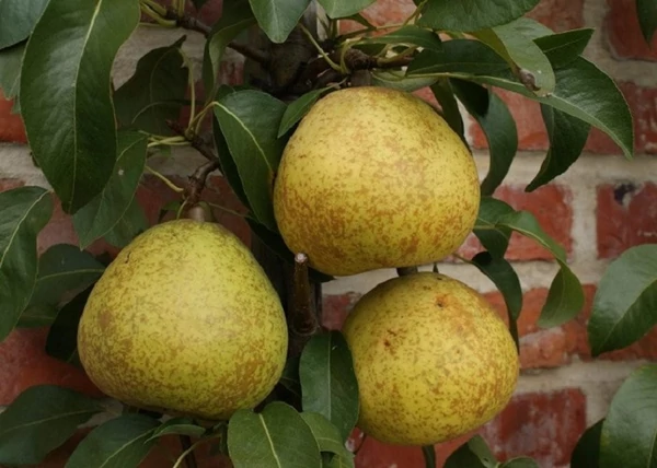 Pyrus communis serres olivér / Seres Olivér körte