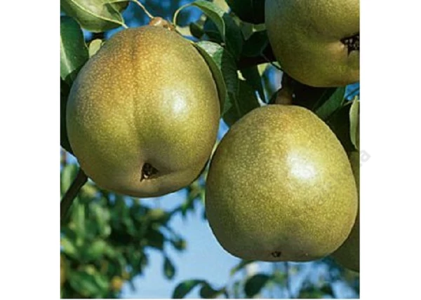 Pyrus communis téli esperes / Téli Esperes körte