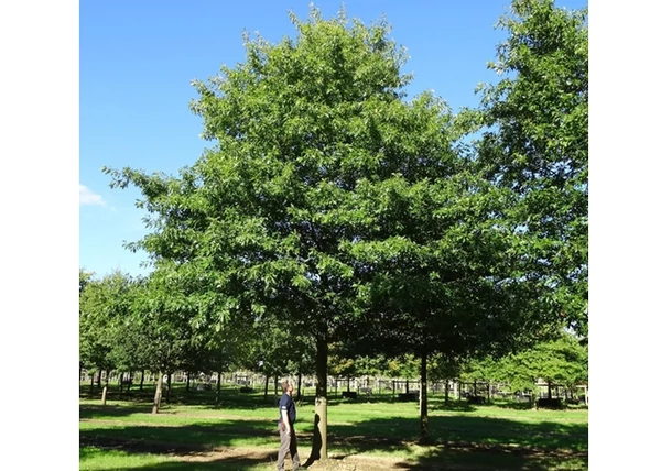Quercus rubra / Vörös tölgy