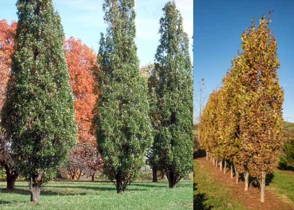 Quercus robur Fastigiata / Oszlopos tölgy