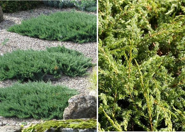 Juniperus communis Repanda / Terülő boróka