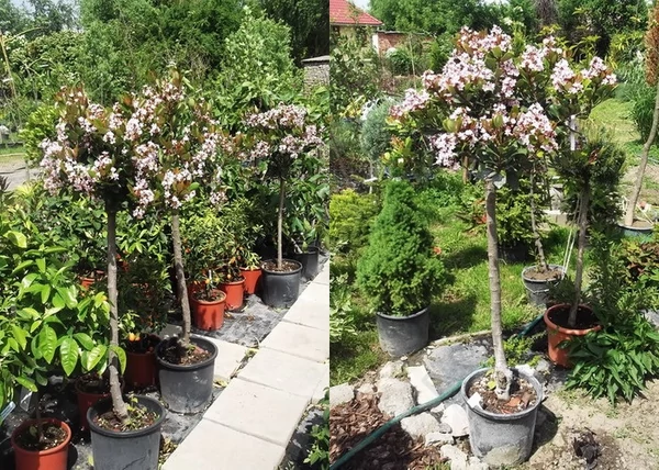 Rhaphiolepis indica Springtime / Indiai díszgalagonya
