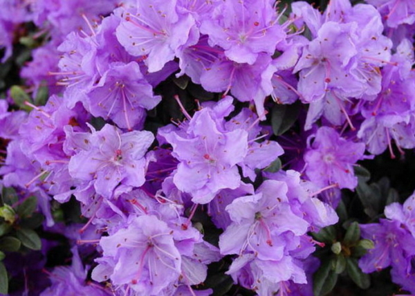 Rhododendron Ramapo / Törpe japán Liláskék azálea