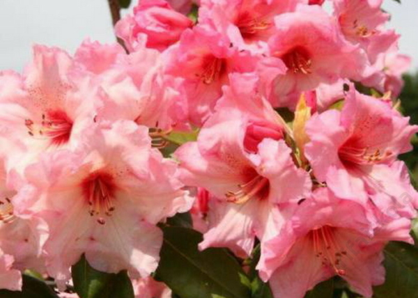 Rhododendron Virginia Richards / Örökzöld barackrózsaszín azálea