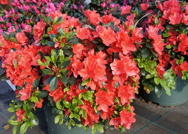 Rhododendron japonica Geisha Orange / Törpe japán Korallpiros azálea