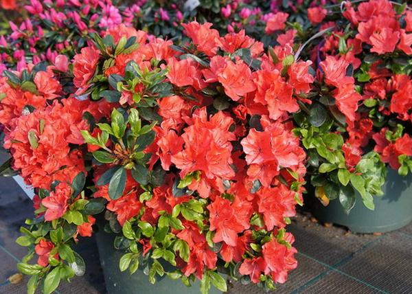 Rhododendron japonica Geisha Orange / Törpe japán Korallpiros azálea