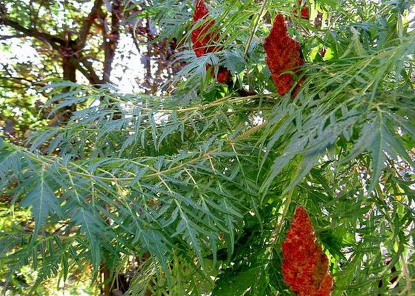 Rhus typhina Dissecta / Szeldelt levelű ecetfa