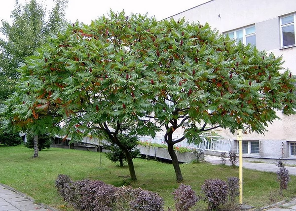 Rhus typhina / Torzsás ecetfa