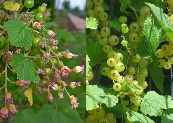 Ribes nigrum Blanka / Fehér ribizli Blanka