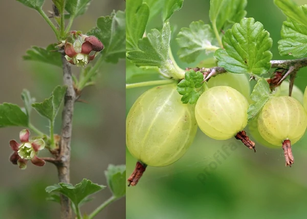 Ribes uva-crispa Zöld győztes / Egres Köszméte Zöld győztes Magastörzsű