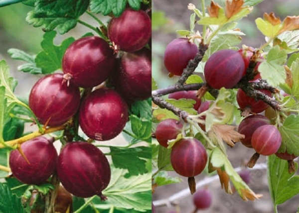 Ribes uva-crispa Piros ízletes / Egres Köszméte Piros ízletes