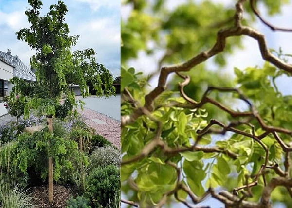 Robinia Pseudoacacia Tortuosa / Csavart ágú akác