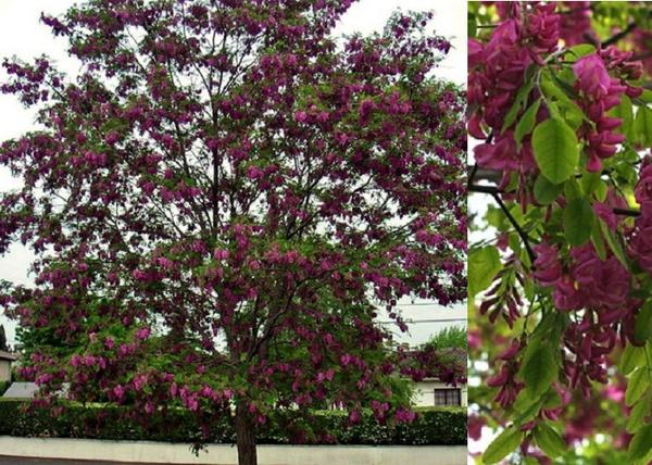 Robinia pseudoacacia Casque Rouge / Sötétrózsaszín virágú akác