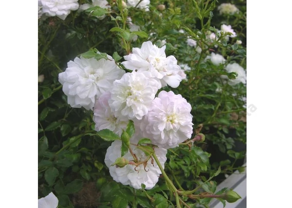 Rosa The Fairy white / Törpe ágyásrózsa