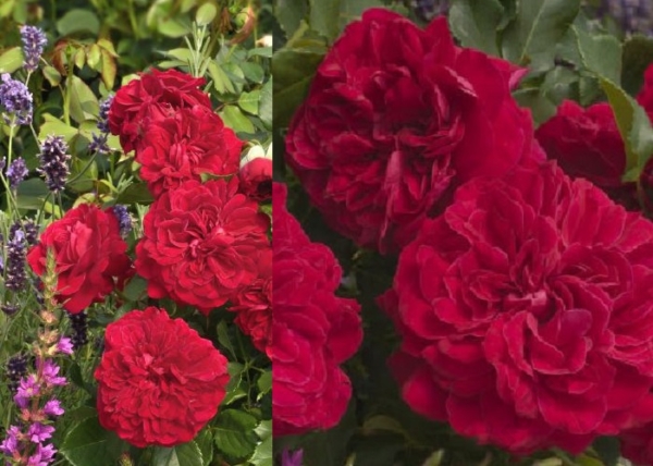 Rosa Rubinia / Talajtakaró rózsa