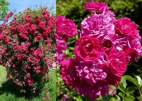 Rosa Super Excelsa / Futórózsa