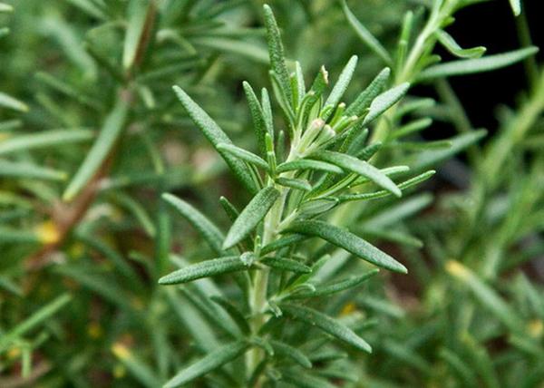 Rosmarinus officinalis / Rozmaring