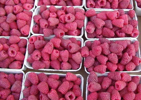 Raspberry Rubus Idaeus Polka / Polka málna