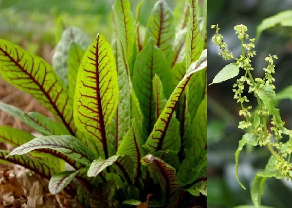Rumex sanguineus Ruby Streak / Díszsóska, Vérsóska