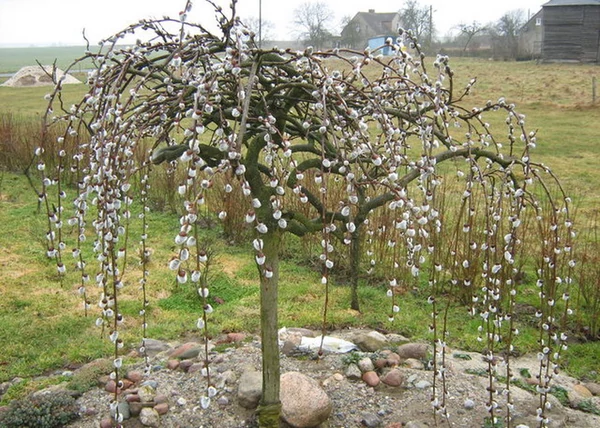 Salix Caprea Pendula / Barkafűz Csüngő Barka