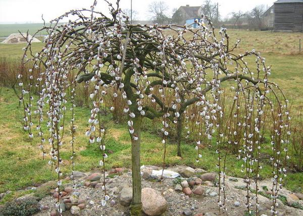 Salix Caprea Pendula / Barkafűz Csüngő Barka