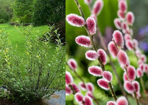 Salix gracilistyla Mount Aso / Rózsaszín barkafűz
