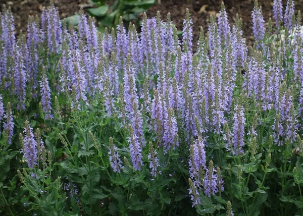 Salvia nemorosa Midnight Purple / Ligeti zsálya lila virágú